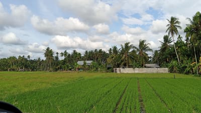 The image shows a rural landscape with a green field in the foreground, likely a rice paddy due to the parallel rows of young plants. Beyond the field, there is a dense line of palm trees and other tropical vegetation. Several buildings, possibly houses or small structures, are visible among the trees, along with a low concrete wall. The sky is partly cloudy with a mix of blue sky and white cumulus clouds. The scene appears to be set in a tropical or subtropical region, consistent with the location of Uleejalan, Indonesia. There are no people or animals visible in the image.
