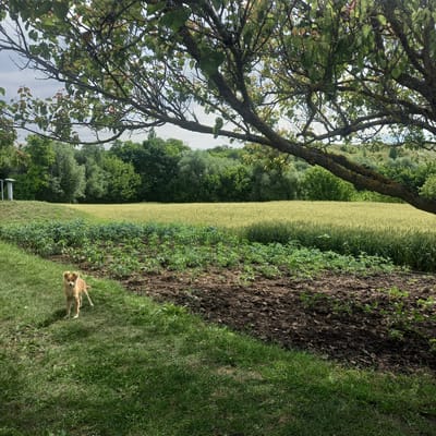 The image depicts a sunlit, rural scene in Cepeleuți, Moldova. A medium-sized, light brown dog stands on a patch of bright green grass in the foreground. To the right of the dog, a cultivated garden bed filled with young green plants is visible, bordered by dark, tilled soil. Beyond the garden, a field of mature, golden-yellow wheat stretches towards a dense line of green trees forming a natural border. In the background, rolling hills covered in lush greenery are under a partially cloudy sky. A large tree branch, with green leaves and mossy bark, extends from the upper left corner of the frame, casting dappled shade over the scene. A white cylindrical structure, possibly a weather station or well, is partially visible on the left side of the image. The overall impression is one of a peaceful, agricultural landscape.