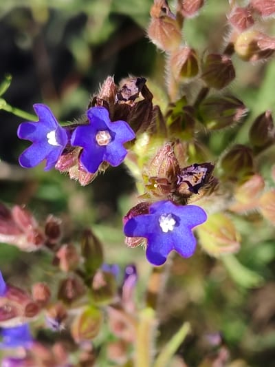 A macro photograph captures a cluster of small, vibrant blue flowers with white centers. The flowers have five distinct petals that are slightly rounded at the tips. They grow on a stem with reddish-brown buds and fuzzy textures. The background is softly blurred, revealing shades of green and brown, suggesting an outdoor, natural environment. The image does not contain any people or specific landmarks that would indicate a precise location within Shyroke, Ukraine.