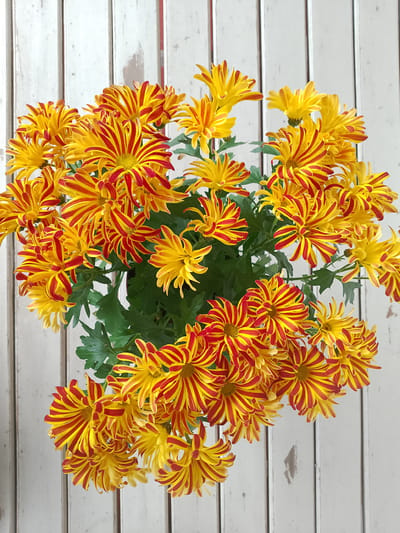 A close-up, top-down view captures a bouquet of vibrant yellow and red striped chrysanthemums against a background of weathered white wooden planks. The flowers, in full bloom, are densely packed, their delicate, spiky petals fanning outwards. Green leaves are visible amongst the blooms, adding a natural touch. The wooden planks, oriented vertically, show signs of age with subtle variations in color and texture, suggesting an outdoor or rustic setting. No people or actions are depicted. The scene is static and focuses solely on the floral arrangement and its backdrop. The location of Rheda-Wiedenbrück, Germany, is not visually represented in the image.