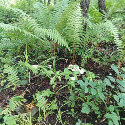The image depicts a forest floor in Tayozhny, Russia, with a dense undergrowth of ferns and other green plants. Several small white mushrooms are visible scattered amongst the vegetation. The ground is covered with dark soil, decaying leaves, and small twigs. In the background, tree trunks are partially visible, suggesting a wooded environment. The lighting is diffused, indicating it is likely daytime with overcast conditions or shade from the trees. There are no people or animals present in the scene.