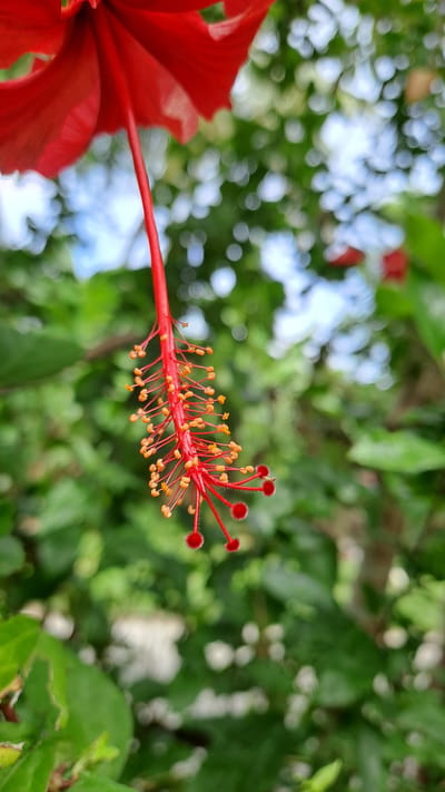 A close-up shot of the stamens and pistil of a red hibiscus flower hangs suspended against a blurred green leafy background, with hints of blue sky and white bokeh lights visible through the foliage. The stamens, tipped with yellow pollen, are arrayed along the red pistil, which terminates in several fluffy, red stigmata. The flower is located in Geulanggang Baro, Indonesia.