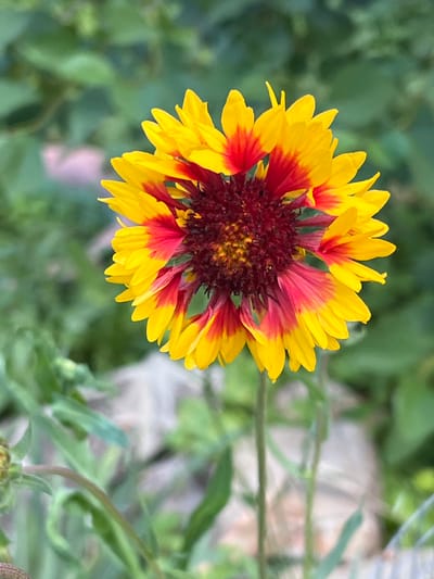 The image features a single, prominent Gaillardia-type flower, commonly known as a blanket flower, positioned centrally against a blurred green background. The flower displays numerous ray florets, each distinctly bicolored with a vibrant yellow outer half transitioning to a deep reddish-orange or maroon closer to the central disk. The flower's center is a dense mass of dark reddish-brown disk florets, giving it a rich, textured appearance. A slender green stem supports the flower, partially visible below. The background consists of heavily out-of-focus green foliage and indistinct lighter areas, indicating a shallow depth of field and a natural outdoor environment. In the lower-left foreground, some blurry green plant material, possibly including a developing bud, is visible. There are no individuals, animals, or man-made objects present in the scene. The image does not contain specific identifying features or metadata to confirm its geographical location in Yerzovka, Russia, or any other specific city.