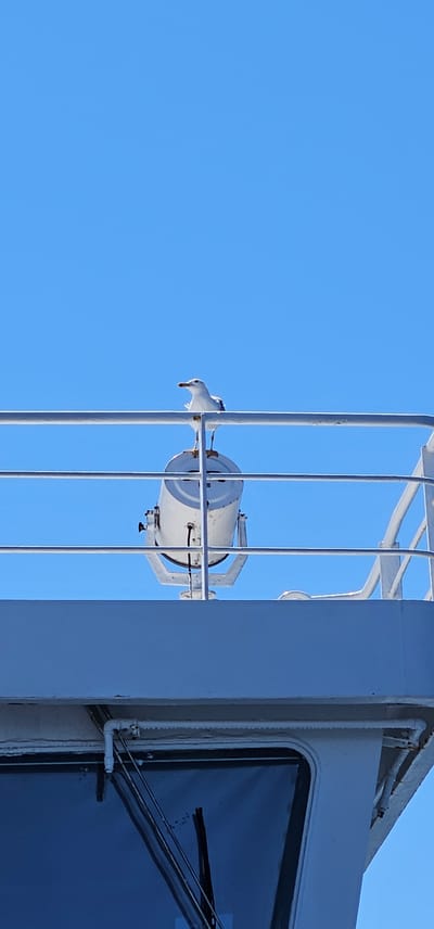 A seagull is perched on a metal railing in front of a white, cylindrical object that appears to be a speaker or light fixture. The seagull is white with some grey markings on its wings and a yellow beak. It is looking downwards. The railing is part of a larger structure, possibly on a boat or building, which is painted white and blue. The background is a clear, bright blue sky, indicating a sunny day. The lighting suggests it is daytime, likely mid-morning or afternoon. The scene is set outdoors, with the bright sky providing a backdrop. No people are visible in the image. The overall mood is calm and still, focusing on the bird and the industrial-looking equipment against the vast sky.