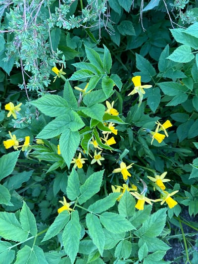 The image depicts a ground-level view of a garden or natural area. Yellow daffodils are the focal point, interspersed among various types of green foliage. Some of the foliage has a distinctive palmate or lobed shape, while others are more finely textured. The overall impression is one of a dense, somewhat overgrown garden bed. There is no evidence of any location or the existence of people, subjects, objects, actions, and interactions.
