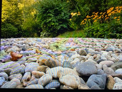 This image depicts a low-angle view of a rocky terrain in Purkersdorf, Austria. The foreground is dominated by a vast expanse of smooth, multi-colored river stones, ranging in shades of gray, purple, blue, and tan. Some stones exhibit textured patterns and veining. A single dried brown leaf rests on the stones in the left foreground.

In the midground and background, lush green foliage forms a dense wall of vegetation. To the right, a cluster of bright yellow flowers, likely Black-eyed Susans, blooms vibrantly against the greenery. Sunlight filters through the trees, creating dappled lighting effects. The scene suggests an outdoor natural setting, possibly a riverbed or a well-maintained garden area. There are no people or animals visible in the image.