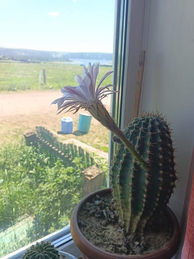 An outdoor scene is visible through a window, suggesting an interior location in Kamenno-Angarsk, Russia. The foreground features a large cactus in a brown pot, with a delicate, pale pink and white flower in bloom extending from its side. The cactus is ribbed and covered in sharp spines. Beside it, another smaller cactus is partially visible in a white pot. Outside the window, a dry, dirt path is present, bordered by a low wooden fence. Beyond the fence, green grass and foliage are abundant. In the mid-ground, two large, brightly colored plastic containers, one blue and one light teal, are situated on the dirt. Further in the distance, a body of water, possibly a lake or river, is visible, with a hazy, green shoreline and a pale blue sky above. The overall impression is a rustic, rural environment.