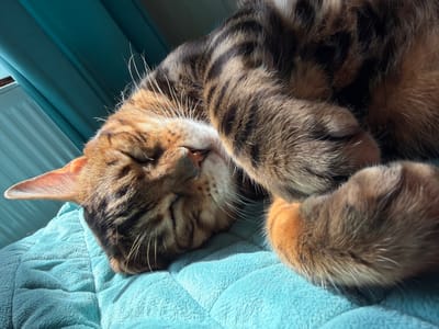 A Bengal cat sleeps curled up on a soft, quilted, turquoise blanket. Sunlight streams from the left, casting shadows and highlighting the cat's fur. The cat's face is mostly obscured as it's tucked into its body, but its ear is visible, and its eyes are closed in sleep. Its paws are tucked in, showing its soft, padded undersides. The cat has brown and black tabby markings. In the background, a teal curtain is visible, with a radiator and window behind it. The overall scene is peaceful and cozy, suggesting a relaxed moment in a home environment. The lighting implies it is daytime, possibly morning or afternoon, with the sun shining. No visible text is present.