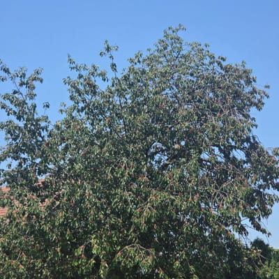 A large cherry tree laden with ripe red cherries is the central focus of this image, set against a clear blue sky. The tree's branches are dense with green leaves, and clusters of red fruit are visible throughout. The lower left portion of the image shows the top of a tiled roof, suggesting the tree is in a residential area. The setting appears to be outdoors in a suburban or rural environment.