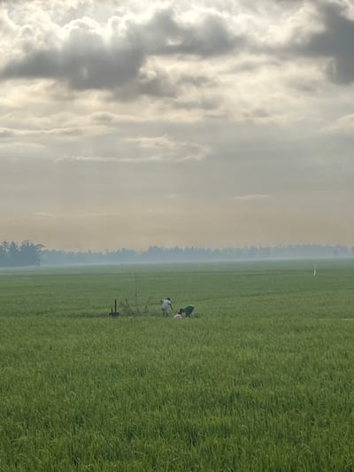 In a vast, green rice paddy field at Tambakreja, Indonesia, two individuals are engaged in agricultural work. The sky above is filled with dramatic, overcast clouds, with patches of sunlight breaking through. In the distance, a line of trees and vegetation forms a hazy, silhouetted horizon. One person, wearing a light-colored shirt, appears to be standing or walking, while the other, in a green shirt, is bent over, possibly harvesting or tending to the crops. A simple wooden post or structure is visible in the field near the workers. The overall impression is of a rural, agricultural landscape under a dynamic sky.