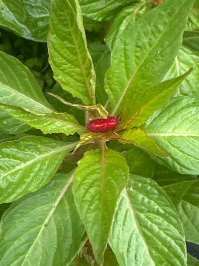 This is a close-up, top-down photograph of a bright red caterpillar nestled amongst lush green leaves. The caterpillar is segmented and appears fuzzy, with a vibrant red color that stands out against the softer green foliage. The leaves are broad and have a slightly textured surface with visible veins. Some leaves are partially unfurled, revealing younger growth at the center of the image where the caterpillar is located. The overall impression is of a natural, outdoor setting, likely a garden or wild vegetation. The lighting suggests it could be daytime, with natural light illuminating the scene. There is no text visible in the image. The location context provided is Myrza-Ake, Kyrgyzstan.