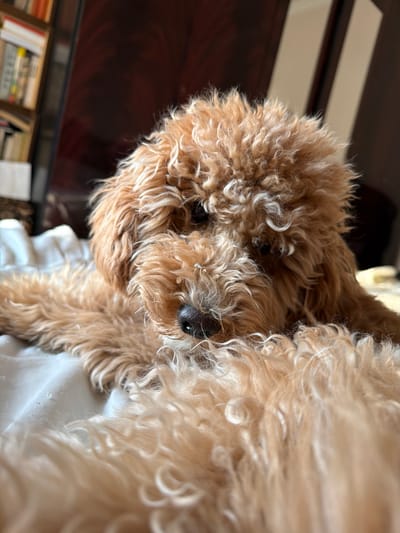 A close-up, eye-level shot shows a fluffy, light brown dog, possibly a poodle or a doodle breed, resting on a white surface. The dog's fur is curly and appears soft. Its head is tilted downwards, with its nose, a dark, wet blob, clearly visible. The background is blurred, suggesting an indoor setting. To the left, a bookshelf filled with books is partially visible. The overall lighting is warm, with shadows indicating the light source is likely from the right side. The scene is set indoors, in a room within a residence located in Aratashen, Armenia.
