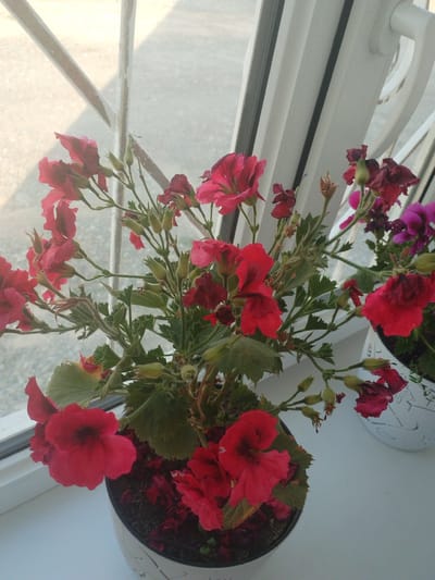 A close-up, high-angle shot shows a potted plant with bright red and dark pink flowers on a windowsill. The plant has green leaves and several unopened buds. Behind the plant, a white windowsill is visible, with a window featuring a white metal grate. The window is partially obscured by the bright outdoor light. To the right of the main plant, a second potted plant with dark pink flowers is partially visible in a white decorative pot. The scene appears to be indoors, in what could be a residential setting in the city of Oktyabr, Kyrgyzstan.
