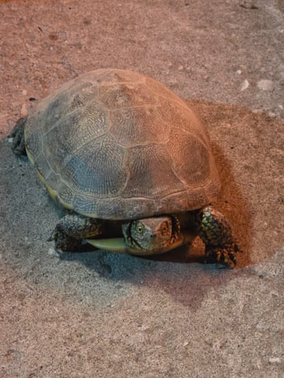 A tortoise with a brown and grey shell is shown resting on a concrete surface. The tortoise's head is visible, with its eyes open and looking forward. Its legs are extended, with claws visible on its feet. The concrete surface is rough and textured, with some small pebbles and debris scattered on it. The background is out of focus, but appears to be a reddish-brown surface, possibly dirt or sand. There is no indication of the city of Gudermes, Russia or any specific location.