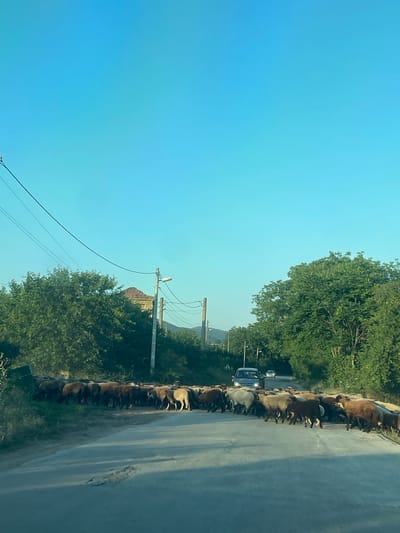The image captures a flock of sheep blocking a road in Domlyan, Bulgaria. The sheep are a mix of brown and white and are lined up along the side of the asphalt road, with some spilling onto it. Several cars are stopped behind the flock, suggesting a traffic slowdown. The scene is set against a backdrop of lush green trees and a clear, bright blue sky, indicating it is daytime and the weather is pleasant. Telephone poles and power lines are visible along the side of the road, hinting at a rural or semi-rural location. The overall mood is one of a peaceful, albeit slightly inconvenient, rural encounter. There is no visible text in the image.
