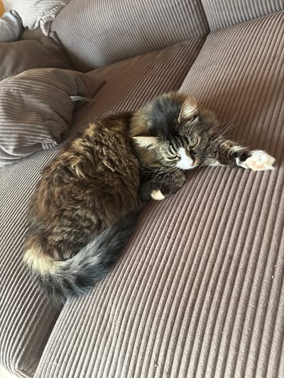 A long-haired tabby cat with dark brown, black, and white fur is sleeping on a brown corduroy sofa. The cat is lying on its side with its paws outstretched and its tail curled. The sofa is in an indoor setting.
