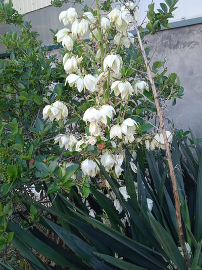 This media file depicts an outdoor scene featuring a tall stalk of white, bell-shaped flowers, likely from a Yucca plant, in full bloom. The flowers hang in clusters, some appearing more vibrant than others, with a few wilting or dried blooms visible. To the left of the flowering stalk, there is a dense bush with dark green leaves and numerous small, round, green berries. Further to the left and behind the bush, a portion of a light-colored, corrugated building or structure is visible, possibly a shed or part of a house. The background is dominated by a muted gray, textured wall, which could be a fence or another building. In the foreground, the long, dark green, sword-like leaves of what appears to be another Yucca plant are prominent. A dry, woody stalk, likely from a previous year's bloom, stands vertically to the right of the main flower stalk.
The scene is set outdoors, with natural light suggesting it could be daytime. The presence of abundant greenery and flowering plants indicates a temperate climate. The combination of the building materials and the type of vegetation suggests a residential or garden setting in Saky, Ukraine. There are no people or explicit activities depicted; the focus is solely on the plant life and its surroundings. No text is visible in the image.