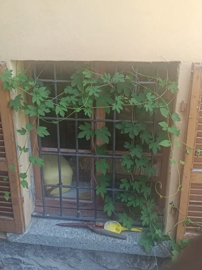 The image depicts a close-up view of a window with a metal grate and green vines growing over it. The window is set into a light-colored wall, and there are wooden shutters on either side, one of which is partially open. Below the window is a stone ledge where a pair of gardening shears and a yellow trowel are placed. Inside the window, a portion of a yellow object, possibly a bucket or container, is visible. The vines are lush and green, with multiple leaves and tendrils extending across the grate and frame. The overall scene suggests an outdoor setting, likely a residential building. The lighting indicates it is daytime, possibly late afternoon due to the warm tones. There are no people or animals visible in the image.