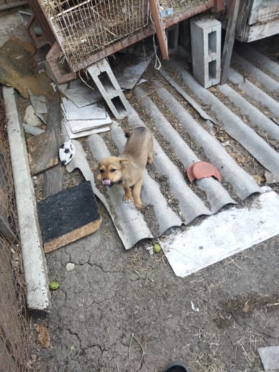 The image depicts a cluttered outdoor scene, possibly a yard or an abandoned area, with a young brown puppy as the central subject. The puppy is standing on corrugated roofing material, with its tongue sticking out. Scattered around the puppy are various objects including a deflated soccer ball, a broken red plastic lid, pieces of wood, concrete blocks, and dried grass or straw. The ground appears to be dry earth with cracks. The background shows a rusty metal cage-like structure filled with straw. The overall environment suggests disarray and neglect. The location is identified as Costești, Moldova, but there are no specific landmarks visible to confirm this within the image itself.