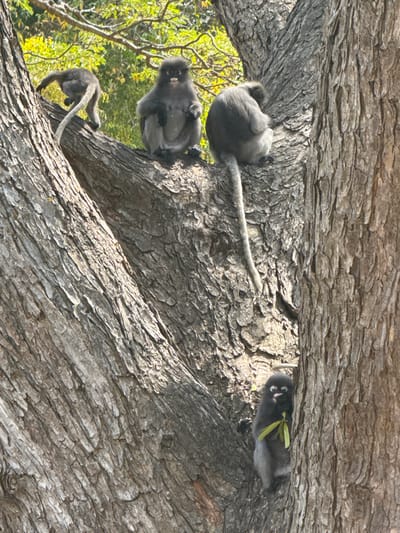 Three dusky leaf monkeys are resting on a large tree branch. One monkey is curled up, another sits facing left, while a third is at the bottom of the tree, facing left with only part of its body visible. The bark is thick and textured. A few green leaves are visible near the monkeys.