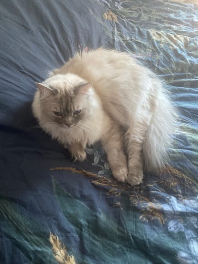 A fluffy, cream-colored cat with grey markings on its face is curled up on a dark blue comforter with a floral and botanical pattern. The comforter has a textured appearance with visible creases and folds. The cat's eyes are partially closed, and its head is lowered. The scene is indoors, likely on a bed. There is no indication of the city of Hildesheim, Germany in the image.