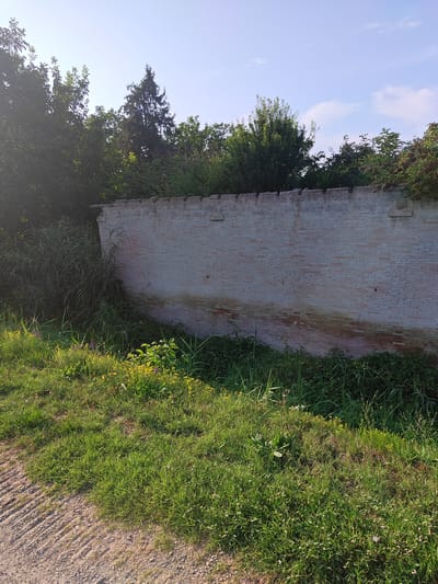 The image depicts an outdoor scene with a weathered brick wall and overgrown vegetation. The wall, constructed of pale bricks with some discoloration and minor damage, runs horizontally across the frame. To the left of the wall, tall, reedy plants and dense green foliage are visible, partially obscuring the wall's edge. The foreground is covered in green grass interspersed with small yellow wildflowers, and a section of gravelly ground is present on the lower left. Behind the wall, a line of trees forms a dense canopy, with a clear sky visible above. The lighting suggests it is daytime, possibly late afternoon, with sunlight casting shadows from the vegetation onto the gravel. No people or animals are present in the image. The location is identified as Castelfranco Emilia, Italy.
