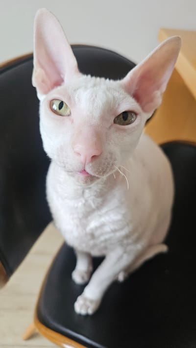 A close-up, head-on portrait of a white cat with large ears and light green eyes is captured against a dark background. The cat is seated on a black surface, possibly a chair. The cat's fur appears short and curly, characteristic of a Cornish Rex breed. Its nose is pink, and its mouth is slightly open, revealing a hint of its pink tongue. The cat's gaze is directed at the camera, creating an engaging and direct connection with the viewer. The lighting is soft, highlighting the cat's facial features and the texture of its fur. The background is blurred, keeping the focus squarely on the cat. There is no information to suggest this image is related to the city of Slengiai, Lithuania.