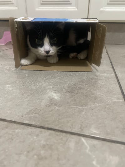 A black and white cat is nestled inside a cardboard box, which is placed on a tiled floor. The cat's face is visible, featuring green eyes, a pink nose, and white paws. The box appears slightly worn, with a section of its side displaying blue coloration. A white cupboard or cabinet is partially visible to the left of the box. A pink object is partially visible under the box.
