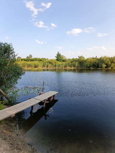 A wooden plank bridge extends from a muddy shore over a dark, rippling body of water. The bridge is supported by crude wooden posts and appears to be attached to a rusty barrel submerged in the water. Lily pads float on the surface of the water near the shore. Dense vegetation, including tall reeds and trees, lines the opposite bank of the water. The sky above is a clear blue with scattered white clouds. The scene is set in a natural environment, likely a river or lake.