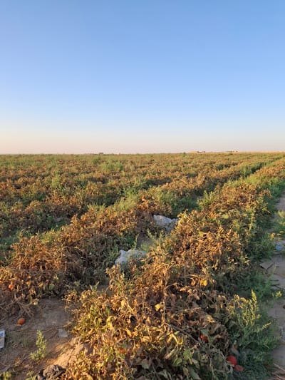 A wide shot captures a field of tomato plants with many dried and brown leaves, interspersed with some green vegetation. Ripe red tomatoes are visible on some of the plants, as well as on the ground. The field appears to be located in the city of Utmayli, Uzbekistan, as evidenced by the distinct arid landscape and the presence of what appear to be buildings in the distance. The sky is clear and blue, with a pale yellow gradient near the horizon, suggesting either dawn or dusk. Some white plastic debris is scattered among the plants. The ground is dry soil.