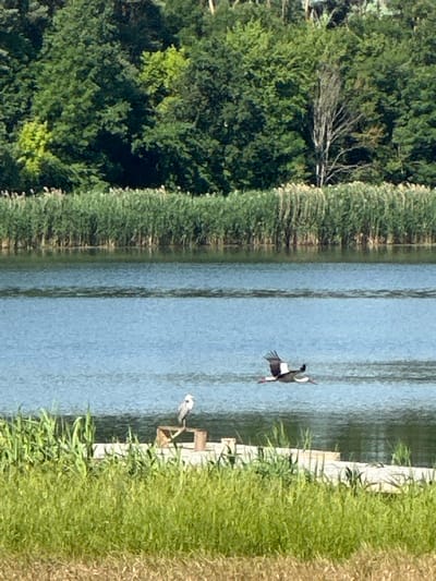 The image depicts a pastoral scene by a body of water, likely a canal or river, in Khlypnivka, Ukraine. The water occupies the central and right portions of the frame, reflecting the clear blue sky. On the left side, dense green trees and reeds line the bank. To the right, lush green grass borders the water, with some dry straw-colored grass further to the right.
Two birds are the focal subjects. One bird, with black and white plumage and reddish legs, is in mid-flight over the water, its wings outstretched. Another bird, predominantly white with gray accents and a red beak, stands on a wooden structure partially submerged at the water's edge. The wooden structure appears to be part of a small dock or platform.
The scene suggests a tranquil, natural setting, likely during daylight hours given the bright lighting and clear sky. The presence of birds and the natural vegetation indicates a rural or semi-natural environment. There is no visible text in the image. The overall mood is peaceful and serene, capturing a moment of wildlife activity within a calm landscape.
