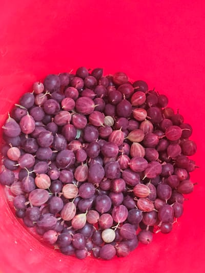 A top-down view shows a red bucket filled with ripe gooseberries. The berries are a deep purple color, with some lighter, pinkish-red varieties interspersed. A few stems are still attached to the berries. The bucket is a vibrant red, with a smooth, matte finish. The overall impression is one of a fresh harvest, suggesting the berries have recently been picked. The image does not provide any information about the location in Kamen-na-Obi, Russia.