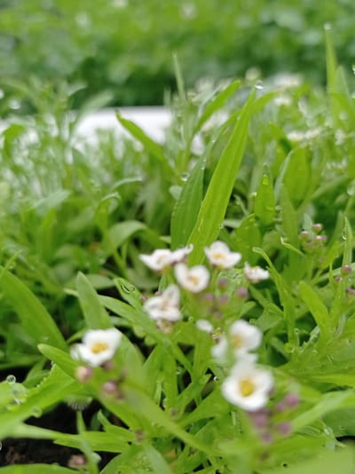 This is a close-up, vertical, outdoor photograph of small white flowers and green foliage, possibly a garden bed or park area. The flowers are delicate, with white petals and yellow centers, and some are in bud stage, appearing as small purple clusters. The green leaves are long and slender, some with visible water droplets from recent rain or dew. The background is out of focus, showing more greenery. The image does not provide any specific clues to identify its location within the city of Uglekamensk, Russia.