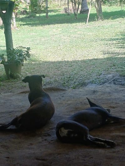 The image depicts an outdoor scene in Cotorra, Colombia, with a foreground shaded by an unseen overhead structure, contrasting with a brightly lit background. Two dark-colored canines are resting on a dark, uneven dirt surface in the foreground. The canine on the left is seated with its back to the camera, facing towards the background. The canine on the right is lying on its left side, with its head out of frame; it exhibits distinct white markings on its right hind leg and tail area. To the far left, a light-colored tree trunk or wooden post stands, with a green-leafed potted plant situated at its base. The background comprises a field of green grass, illuminated by direct sunlight, with multiple trees and shrubs scattered throughout.