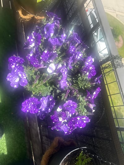 An overhead view captures a vibrant display of purple "Night Sky" petunias overflowing from a hanging basket on a balcony or elevated outdoor space. The petunias are characterized by their deep purple petals mottled with irregular white speckles, giving them a galaxy-like appearance. The basket appears to be lined with coir.
To the right, a smaller black pot contains young green seedlings, possibly marigolds. The plants are situated on what looks like a balcony, enclosed by a dark metal railing with a black mesh screen beneath it. A metal chain for hanging the basket is visible attached to the railing structure.
Through the railing in the background, a light-colored car is parked below, and distant green trees or bushes are visible under a bright, sunny sky. A prominent sun glare or lens flare emanates from the upper left, casting a bright haze over parts of the image and indicating daytime. The bottom of the image shows a patch of green artificial turf or grass, with a partial view of a foot or shoe.
No visible text is present in the media file.