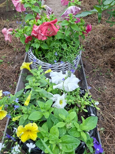 A close-up, high-angle shot captures a garden scene featuring two planters filled with blooming petunias and smaller blue and white flowers. The planters, one a grey wicker basket and the other a black woven material, sit side-by-side within a narrow, dark grey wooden trough. The background consists of dry, brown mulch or straw, and patches of dark soil. The petunias display vibrant colors, including pink, red, yellow, and white. The overall impression is one of lush, well-maintained floral arrangements. No people or animals are visible. The scene is a garden setting, potentially in Pervouralsk, Russia, given the context.