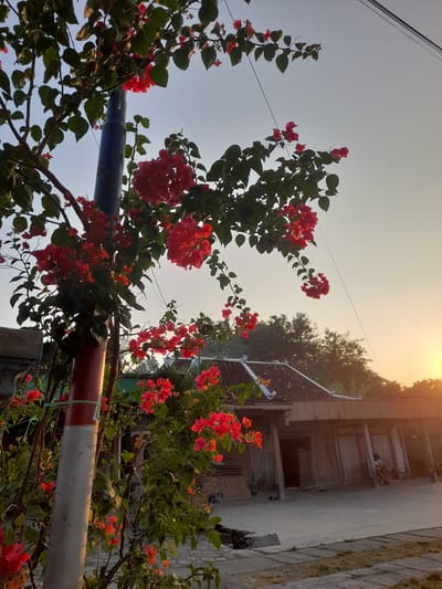 A bright, vertical, medium-shot image captures bougainvillea flowers blooming against a pale sky at sunset. The flowers, a vibrant red, cascade from branches in the foreground, obscuring a utility pole painted with red and white bands on its lower section. The background features a simple, weathered house with a tiled roof, surrounded by trees. A sliver of the setting sun, visible on the right, casts a warm glow on the scene. The ground is paved with interlocking concrete blocks, and in the distance, a lone figure is visible near the house. The image appears to be taken in Pulokulon, Indonesia.