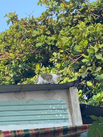 A white cat with brown and tan patches on its back and tail is depicted walking from left to right across a weathered, grey corrugated rooftop. Its right front paw is elevated, indicating mid-stride motion. Below the roofline, a light green horizontal panel with white speckles and visible fasteners is present. Beneath this panel, a multi-striped fabric in shades of red, green, and brown is partially visible. The upper portion of the scene is dominated by a dense canopy of large green leaves from a tree, with patches of clear blue sky visible through the foliage. The lighting suggests bright daylight. This scene is located in the city of Đak Đoa, Vietnam.