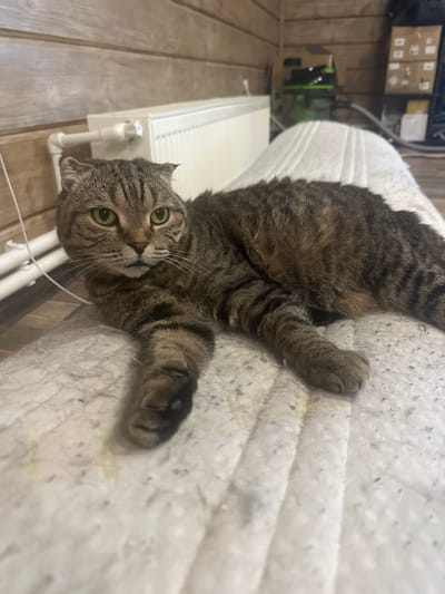The image shows a tabby cat lying on its back on a textured, white surface that appears to be a mattress or a thick cushion. The cat has green eyes and is looking directly at the camera with a curious expression. Its fur is a mix of brown, black, and gray stripes. One of its paws is extended towards the viewer. In the background, a white radiator with vertical fins is visible, with white piping attached to it. The floor is made of light-colored wooden planks. Behind the radiator, a wooden wall is present. Further in the background, shelves are mounted on the wall, holding various boxes. A green and black object, possibly a piece of machinery or equipment, is also visible on the floor. The overall setting suggests an indoor, possibly a storage area or a room with functional equipment. The lighting appears to be artificial, casting shadows and highlighting the texture of the surfaces. There is no visible text in the image. The scene captures a moment of repose for the cat in what seems to be a utilitarian or industrial-like environment.