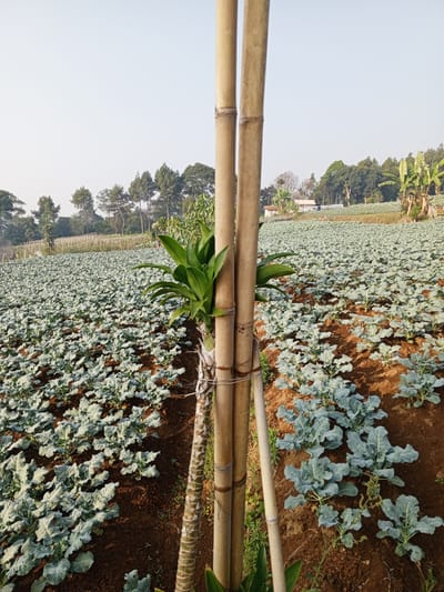 The image depicts a vast field of young broccoli plants in Bellanneoya, Sri Lanka. The field, characterized by its rich brown soil, stretches across rolling hills under a clear, pale sky. In the foreground, two bamboo poles stand vertically, tied together with string. A lush green plant with broad leaves grows alongside the bamboo. In the mid-ground, rows of light green broccoli plants are visible, interspersed with patches of bare soil. A few small buildings and scattered trees, including banana trees, can be seen in the distance, suggesting a rural agricultural setting. The overall scene conveys a sense of agricultural cultivation and a peaceful, natural environment. There are no people present in the image.