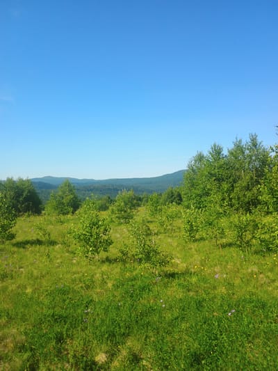 The image depicts a verdant, hilly landscape under a clear blue sky. In the foreground, a grassy meadow is dotted with numerous young trees and sparse wildflowers in shades of purple and yellow. The meadow slopes gently upwards towards a denser line of trees that form the middle ground, composed primarily of deciduous species with lush green foliage. Beyond this treeline, a series of rolling hills recede into the distance, their slopes covered in a mixture of trees and vegetation, culminating in a hazy, blue-green mountain range on the horizon. The overall impression is one of a remote, natural setting, likely a rural area in or around Verkhnia Yablunka, Ukraine, characterized by its rolling terrain and abundant greenery.