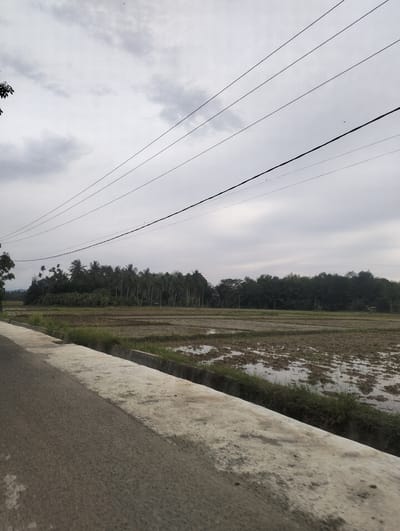 The image depicts a landscape scene in Kebonbaru, Indonesia, under an overcast sky. In the foreground, a paved road runs along the left side of the frame, bordered by a concrete barrier with some grass growing alongside it. Beyond the barrier is a flooded rice paddy field, showing rows of tilled earth with water pooled in between. In the middle ground, a dense line of trees, primarily palm trees, forms a lush green backdrop. Overhead, several power lines stretch across the frame, contributing to the rural or semi-rural atmosphere. The overall impression is one of a cloudy day in an agricultural area.