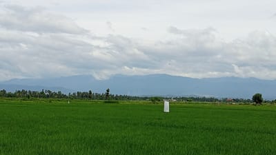 The image depicts a wide expanse of lush green rice paddies under a cloudy sky. In the middle ground, a solitary white flag or marker stands in the field. Further in the distance, a line of trees separates the rice fields from a range of hazy blue mountains that dominate the horizon. To the right, a small, rustic structure with a reddish roof is visible amidst the trees, and a lone tree stands to its right. The scene appears to be located in a rural area, possibly Jurong Mesjid, Indonesia, characterized by agricultural land and natural landscapes.