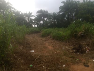 The image depicts a dirt path winding through a rural landscape characterized by tall grass, brush, and palm trees, under an overcast sky. The ground is a mix of dry grass, twigs, and reddish-brown soil, with scattered litter, including white and green plastic bags, visible on the ground. On the left side of the path, dense green grass and reeds grow tall, partially obscuring the view of the trees beyond. To the right, the vegetation is also thick, with a cluster of palm trees dominating the background, their fronds appearing dark and somewhat blurred due to the misty or overcast weather conditions. The overall impression is one of a natural, uncultivated area, possibly on the outskirts of a settlement, with signs of human presence indicated by the litter. This scene is located in Nanka, Nigeria.