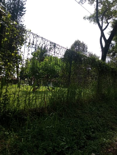The scene in Namthoung, Laos, presents an outdoor landscape dominated by vegetation. In the immediate foreground, dense, unkempt green grass and various groundcover plants are visible. A metal wire mesh fence, heavily overgrown with green vines and foliage, spans horizontally across the midground, acting as a clear barrier. Behind this fence, a less overgrown grassy area or lawn leads to a single-story building with a light-colored exterior wall and a reddish-brown roof, partially obscured by trees. Multiple trees, including one with dark, dense foliage on the left and a large tree with a distinctive bifurcated trunk on the right, are prominent throughout the image. Overhead, utility lines are faintly discernible against a bright, largely clear sky. No individuals or discernible actions are present within the depicted environment.