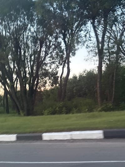 The image shows a roadside view with trees and greenery. In the foreground, there is a paved road with a white and black curb. Beyond the curb, there is a grassy slope and a dense line of trees with dark bark and sparse leaves. The trees are tall and appear to be deciduous. The sky is visible through the branches, and it is overcast with a hint of light, possibly indicating dawn or dusk. There are no people or vehicles visible in the image. The overall impression is of a natural landscape adjacent to a road. The location is the Вяйнянскі сельскі Савет, Belarus.