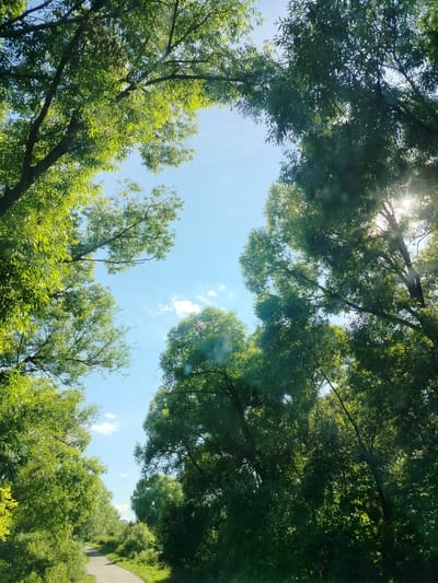 This media file depicts a scene in Блохино, Russia, with lush green trees framing a bright blue sky. The image is taken from a low angle, looking up through the canopy of the trees, creating a natural archway of foliage. Sunlight filters through the leaves, casting a dappled effect and creating lens flare in some areas. A narrow, paved path winds through the greenery in the foreground, suggesting a park or rural road. The presence of a path implies a location that is accessible and likely used for recreation or travel. The clear blue sky with a few wispy clouds, combined with the vibrant green of the leaves, indicates a sunny day, likely during the warmer months of spring or summer. There are no people or specific objects that stand out, allowing the focus to remain on the natural beauty of the setting. The overall mood conveyed is one of peace and tranquility, inviting the viewer to imagine a serene outdoor experience. There is no visible text in the image.