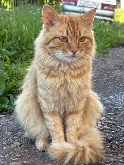 An orange tabby cat with long fur sits on a gravel path in Mursalimkino, Russia. The cat faces the camera, its tail curled around its body. In the background, green grass and a portion of a white vehicle with a license plate are visible. The lighting suggests it is daytime.