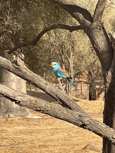 A striking, vibrantly colored bird, likely a roller species, is captured mid-perch in a dynamic, inverted position on a tree branch. Its plumage features bright blues, greens, and browns, with a pale head and long, dark tail feathers. The bird's beak is pointed downwards, suggesting it is either observing its surroundings or foraging.

The scene is an outdoor, natural environment, characterized by several thick, gnarled tree branches with rough bark that partially frame the bird. In the background, there is dense, dry, twiggy vegetation and, to the right, a tall, textured wall or fence constructed from what appears to be bundled or woven dry plant material, possibly straw or reeds, in a warm, yellowish-tan hue.

The lighting indicates bright daylight, with clear shadows and highlights suggesting a sunny day. The overall color palette is dominated by the bird's brilliant colors contrasting with the muted browns, tans, and dull greens of the arid or semi-arid landscape. The dry vegetation and rustic fencing align with the provided location context of Communauté rurale de Sindia, Senegal, suggesting a savanna or bushland setting. There is no visible text in the image.