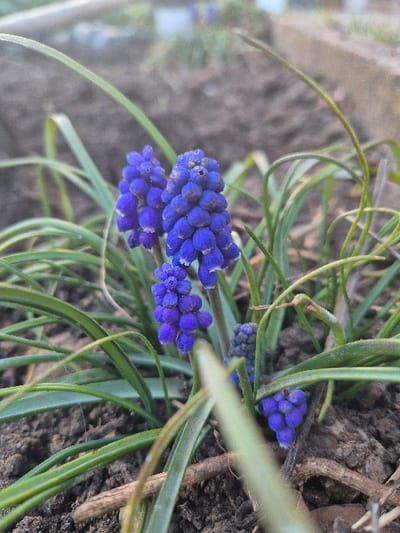 Located in Balsha, Bulgaria, the scene depicts a close-up, ground-level view of several clusters of flowering grape hyacinths (Muscari) growing in dark brown soil. The primary focus is on a prominent group of three deep blue, bell-shaped flower clusters, each composed of numerous small, tightly packed florets. Surrounding these flowers are multiple thin, bright green, blade-like leaves extending upwards and outwards from the ground. Smaller, less developed blue flower clusters are visible among the leaves, particularly to the lower right. The soil contains visible small fragments of dried organic matter, including slender root or stem pieces. The background is heavily blurred, revealing indistinct shapes of additional soil and greenery, suggesting an outdoor garden or planted area. No human subjects, animals, or artificial objects are present. The lighting is natural and even, casting no discernible shadows.